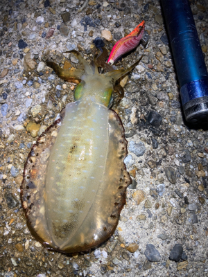 アオリの地合いは一瞬(^.^)