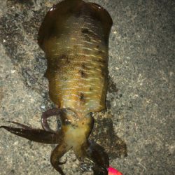 急に冷えましたが・・・