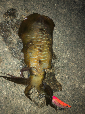 急に冷えましたが・・・