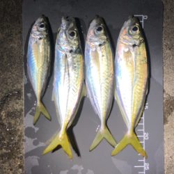 釣果も気温も寒い…