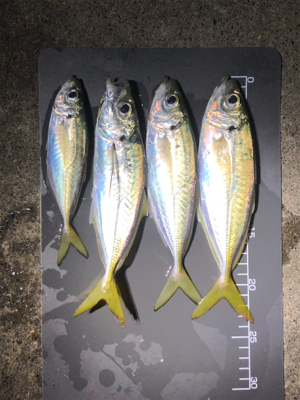 釣果も気温も寒い…