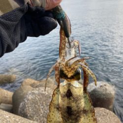 何とかアオリイカGET(^｡^)