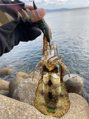 何とかアオリイカGET(^｡^)