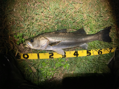 シーバスフィッシング