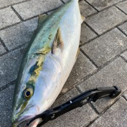 湾奥コスモ開幕。メジロ67cm。。。