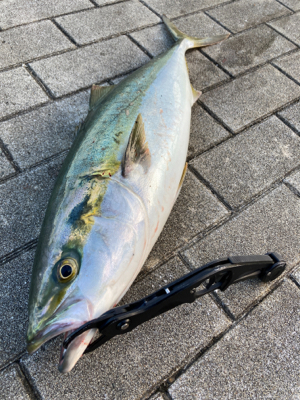 湾奥コスモ開幕。メジロ67cm。。。