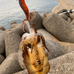 サイズ上がってきました！