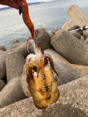 サイズ上がってきました！