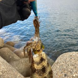 出勤前約1時間のエギング(^.^)