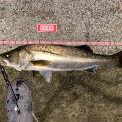 ようやくまともなシーバスくん