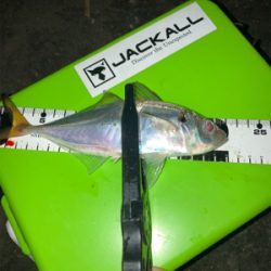 お久しぶりのアジング♪♪