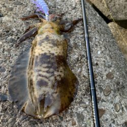 月夜エギングは間違いない!