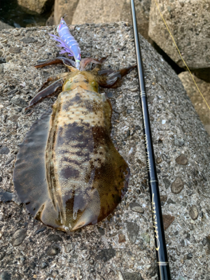 月夜エギングは間違いない！