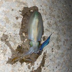 未開地ランガン