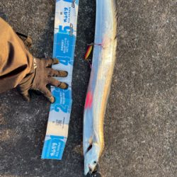 水軒でシイラダブルヒット