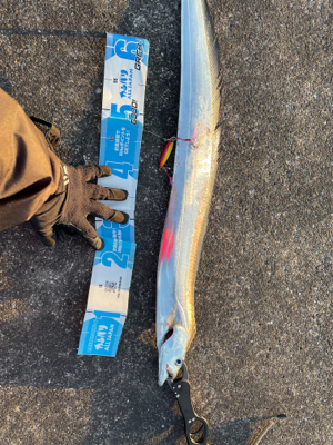 水軒でシイラダブルヒット