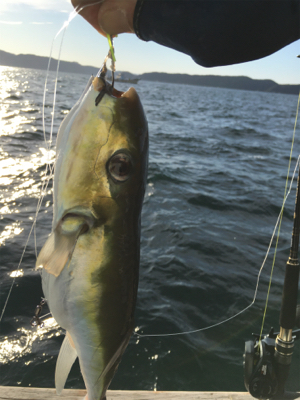 サバフグの猛攻