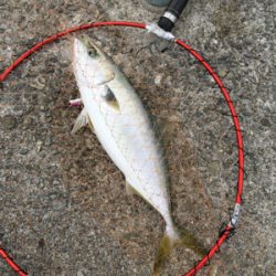 青物激戦区で苦戦