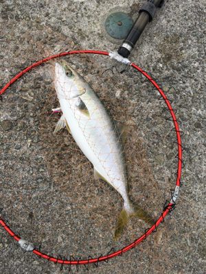 青物激戦区で苦戦