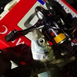 アジング練習　322