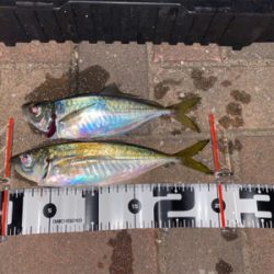 良型の後は豆狩りへ