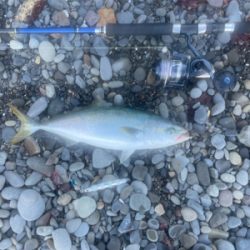 ゴロタ浜でハマチ