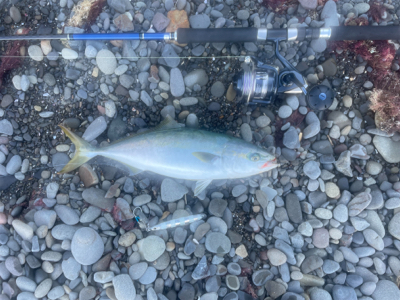 ゴロタ浜でハマチ