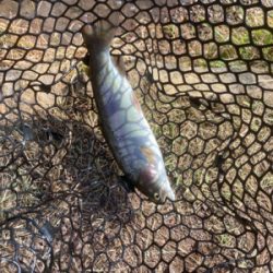 今シーズン初トラウト解禁！