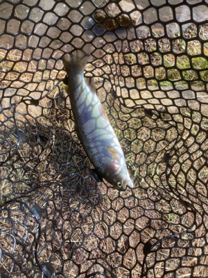 今シーズン初トラウト解禁！