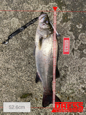 え？まさかのヒラスズキ？！