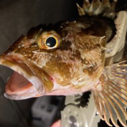 ガッシーとタッケー