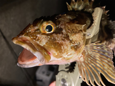 ガッシーとタッケー