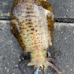 もう新子調査とは言わないぞー！