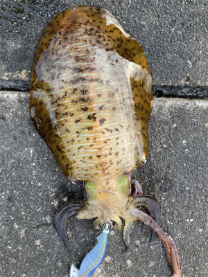 もう新子調査とは言わないぞー！