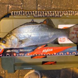 シャローフリークF