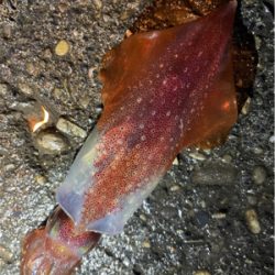 アジングでアジとアカイカ