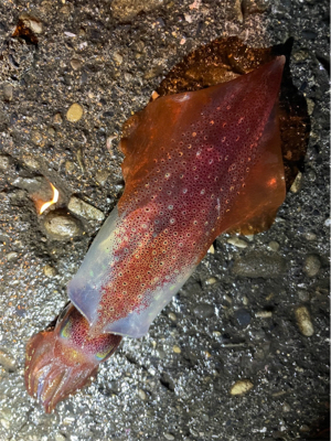 アジングでアジとアカイカ