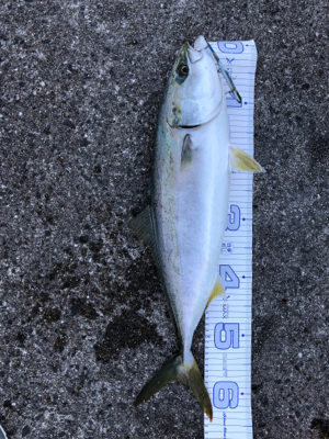 ビッグバッカー(カラー、ハゲハゲイワシ)