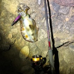 釣れるのは釣れますが