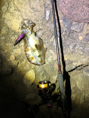 釣れるのは釣れますが