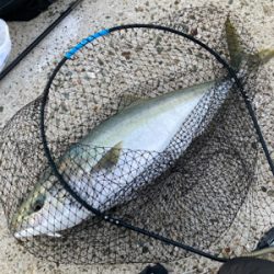 今年初まともなサイズ