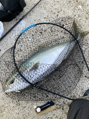 今年初まともなサイズ