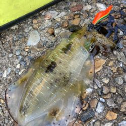 昼間のアオリはダートが好き？(^｡^)