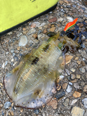 昼間のアオリはダートが好き？(^｡^)