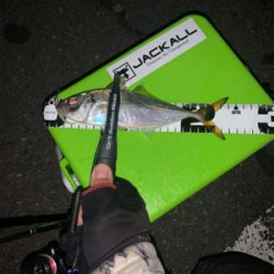 アジング平日釣行♪