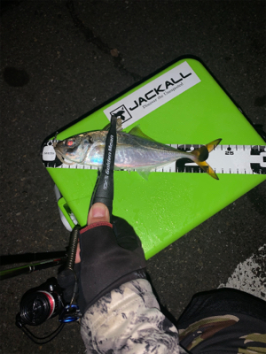 アジング平日釣行♪