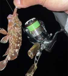 ガシラのちアジ