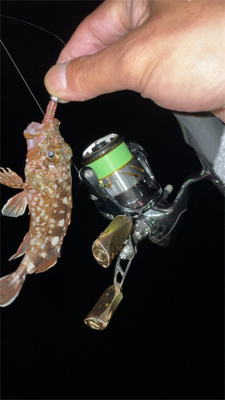 ガシラのちアジ