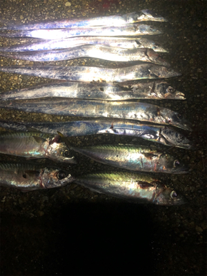 太刀魚と大サバ