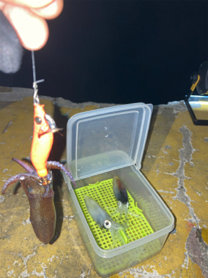 ヒイカ調査(^｡^)